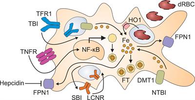 TAM-ing the CIA—Tumor-Associated Macrophages and Their Potential Role in Unintended Side Effects of Therapeutics for Cancer-Induced Anemia